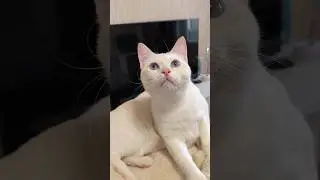 Про кота #кот #cat