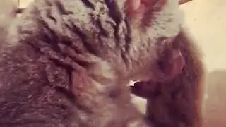 Няшный Лемур Моська кушает как никто  😹🙌🐵