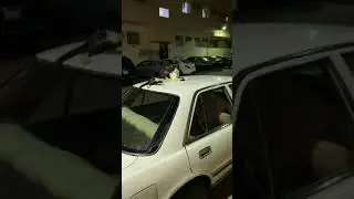 قطه تستهبل