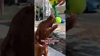 CVS Goodies for Your Good Boy | CVS Pharmacy