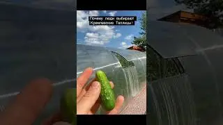2 УРОЖАЯ ЗА СЕЗОН! Теплица Кремлевская даёт такую возможность 🥰😍 