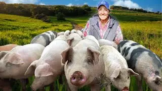 Moving Pigs The EASY Way