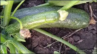 🏡 Домашний влог. Ассорти.