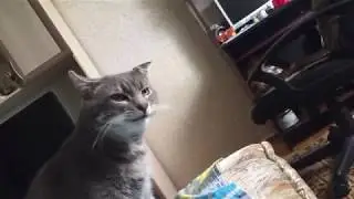 Бося чихни