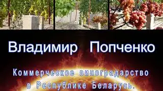 Виноградник 24 05 2022   Беларусь