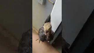 ciri anakan kate yang jinak