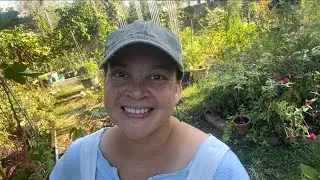 Planting-Out Dwarf Tomatoes for Fall, and a Special Delivery