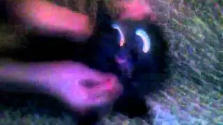 Приколы с животными [часть 2]