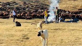 GELEN MİSAFİLERİMİZLE GECE ATEŞ BAŞINDA UZUN SHOBETLER - KÖPEKLER AÇ KALINCA KEÇİLERİ SAĞDIK