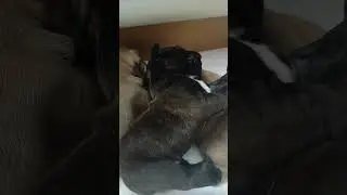 Французкие булочки. 2,5 недели 😍