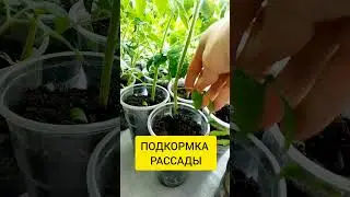 ПОДКОРМКА РАССАДЫ ТОМАТОВ , БЫСТЫЙ РОСТ  #подкормкарассады  #рассадатоматов  #томат  #расада  #2024