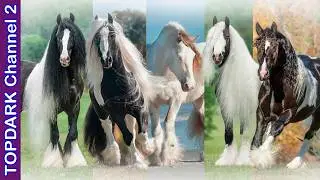 10 Razas de Caballos Extraños y Hermosos