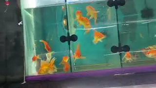 Re-stock ng mga isda