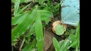 Borboleta branca... chupa araçá./ Butterfly eats pulp guava fruit.