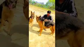 Nora and Leo 🦁 dog || Ritik dog kennel|| #cartoon #apbt #ritikdogkennel #germanshepherd #shorts