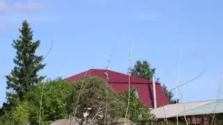 Голоса птиц. Пение славки серой