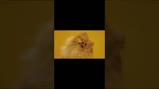 Pomeranians are cool, but do they djent?