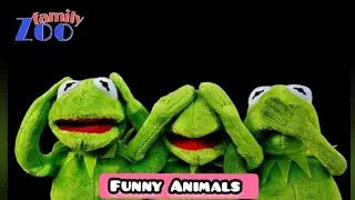 Funny Animal | Funny Animals | Funny Animal Videos | Cats | Funny Cats | Dogs | Zoofamily