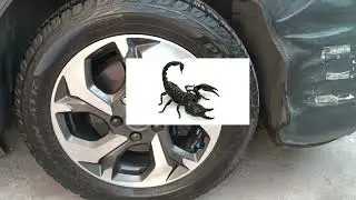 Rines Scorpion Upgrate Honda Accord 7th 2006