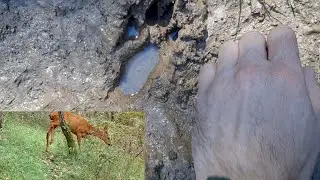 THIS IS A DAY OF PHOTOTRAPPING - ANIMALS/TEAM/RESULT