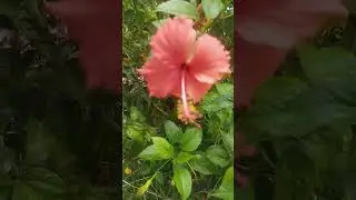 #nature #flowers