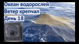Водоросли вокруг, раздуло крепкий ветер | Трансатлантика день 18