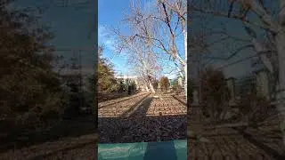 Как мы завалили старый орешник