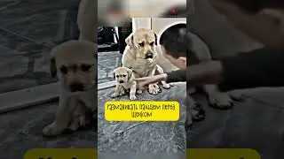 Это Видео Разбивает Сердце 💔