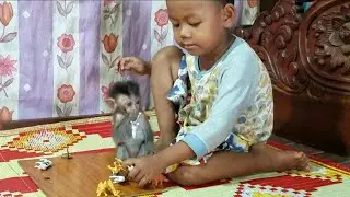 Baby monkey Annie plays toys with brother very happy! Annie like to playing too much.