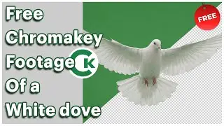 Free White Dove Flying Chroma Key Footage | Green Screen