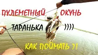 Пулеметный окунь или как поймать на тараньку
