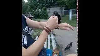 Как приручить голубя?