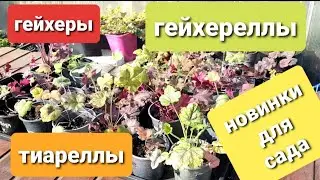 Новые растения для моего сада/ Гейхеры, гейхереллы,тиареллы