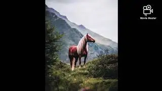 Мощный нашид- лошади