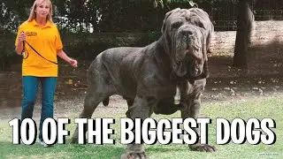 Top 10 biggest dogs