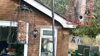 Wildlife Video 3