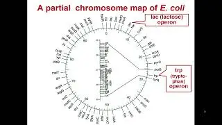 11:30-13:00 BACTERIAL  GENETICS