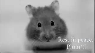 Rest in peace, Plum