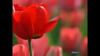 Тюльпаны-улыбка весны