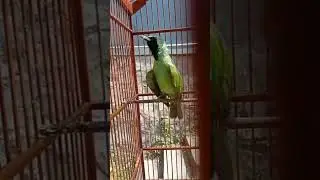 Cucak ijo gacor trokbul
