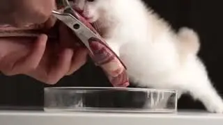 kitten eating a stake but with ULTRAKILL ost