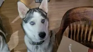how to train my huskies giving treats  #siberianhusky #huskies #pet #dog