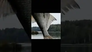 Подлещ на бутерброд.