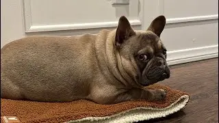 Nurf is grumpy 🙁 | @nurfthefrenchie