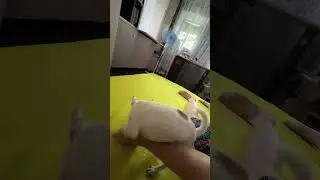 Наконец-то мама со мной играет #венчикптенчик #chihuahua #чихуахуа