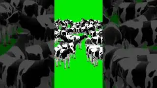 many cow green screen video 