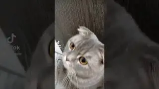 tt:._gaw #топ #тренды #trend #tiktok #top #like #рекомендации #рек #настиле #кот #котики