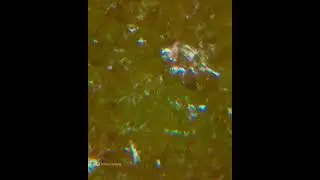 Максимальное приближение киви