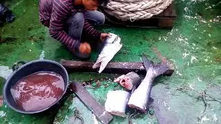 Индонезийцы поймали большую баракуду