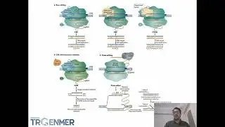 CRISPR Base Editor and Prime Editor Toolbox and Applications